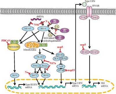 An Updated Review of Porcine Deltacoronavirus in Terms of Prevalence, Pathogenicity, Pathogenesis and Antiviral Strategy